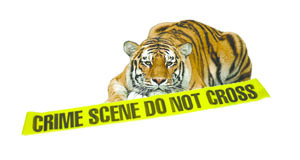 tiger02